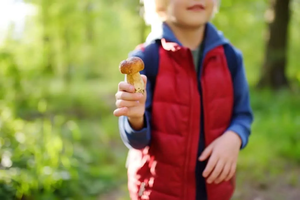 cueillette champignons
